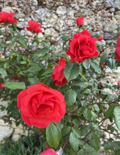 Red roses next to a French villa