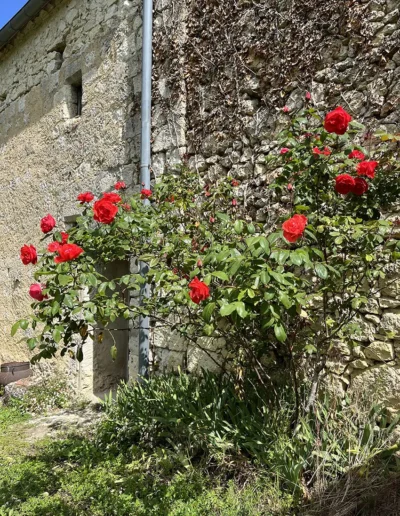 Beautiful roses at one of the holiday homes in France