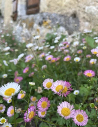 Witte en roze bloemetjes naast een natuurhuisje